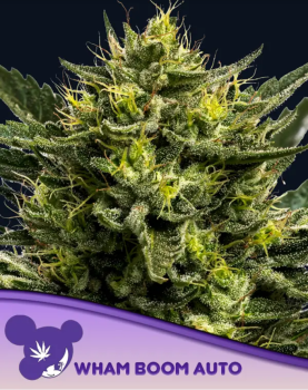 Samen 3x Wham Boom Automatik Anesia Seeds